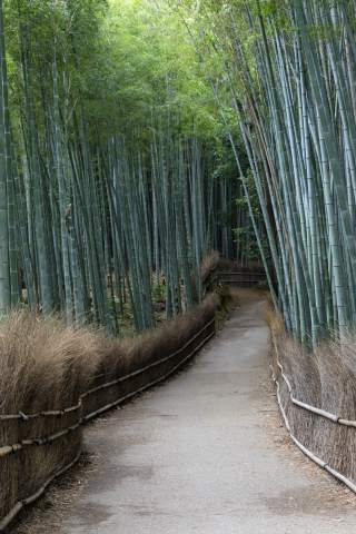 Arashiyama Bamboo Grove